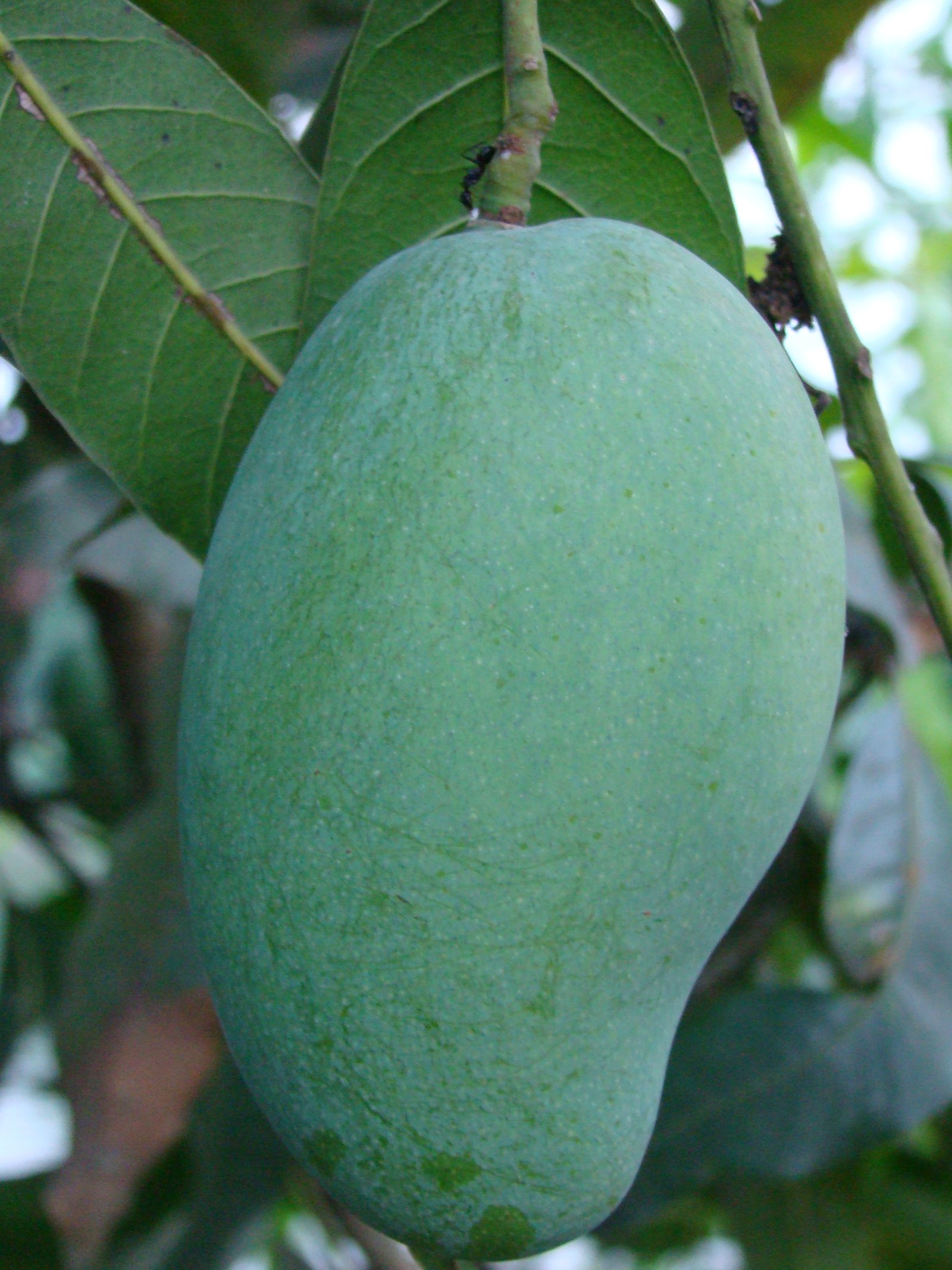 ফজলি আম
